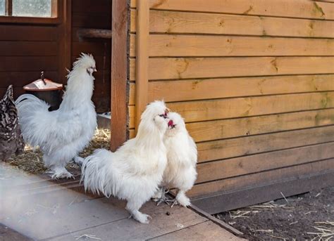 Poultry Supplies NPIP - 12+SILKIE CHICKEN HATCHING EGGS *SHOW QUALITY* Silkie Silkie Silkie ...