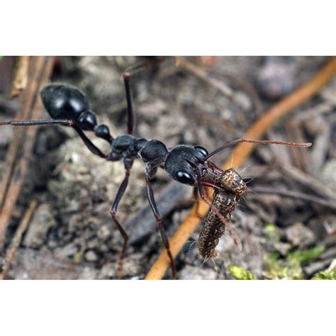 Giant Brown Bull Ant / Myrmecia pyriformis Queen Only – Ant Keeping Depot