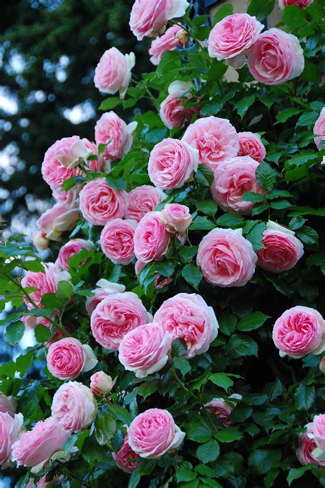 GardenZeus Recommendations for Climbing Rose Varieties in California Zone 15