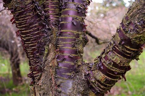 Growing Paperbark Cherry in the Home Garden