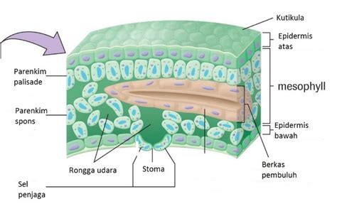 Jaringan dasar atau jaringan parenkim pada tumbuhan terdapat pada