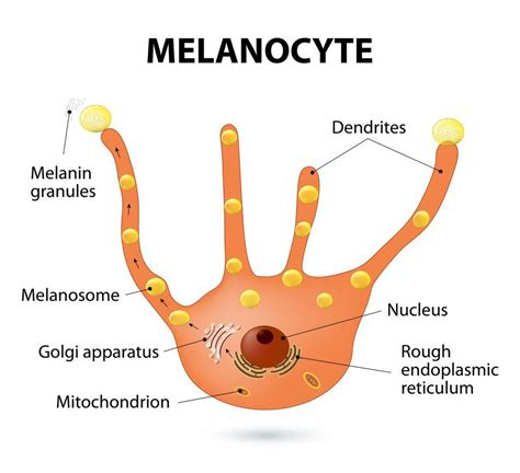 Melanocyte pumping out melanin particles (Photo Credit: designua / Fotolia) | Melanin skin ...