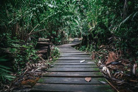 Visiting Bako National Park in Sarawak, Malaysia | Drink Tea & Travel