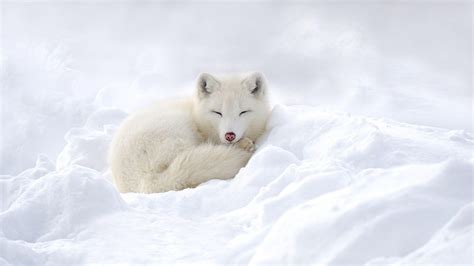 Cute Arctic Fox Wallpapers - Top Free Cute Arctic Fox Backgrounds - WallpaperAccess