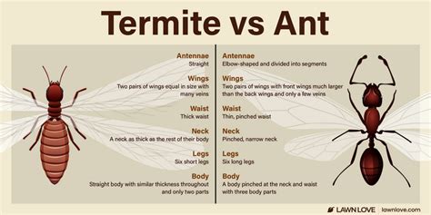 Termite Identification