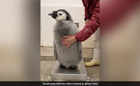 Viral Video Shows Struggle To Weigh Baby Penguin, Internet Says "Aww"