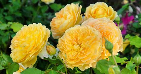 Types Of Rose Bushes With Pictures Names - Infoupdate.org