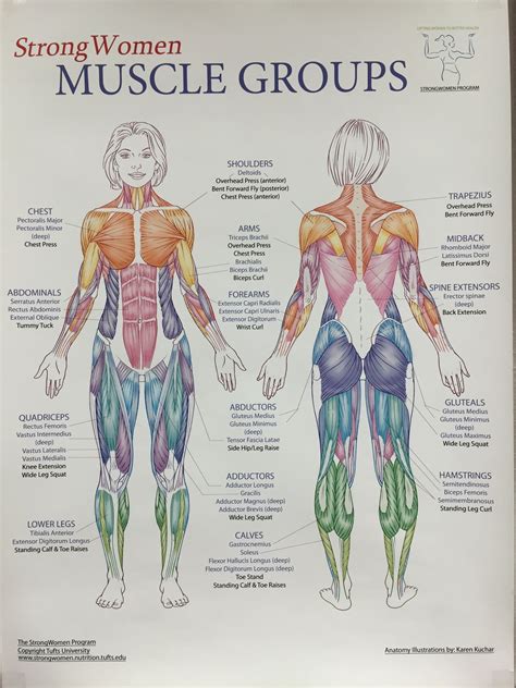 Anatomy Of The Female Body Muscles