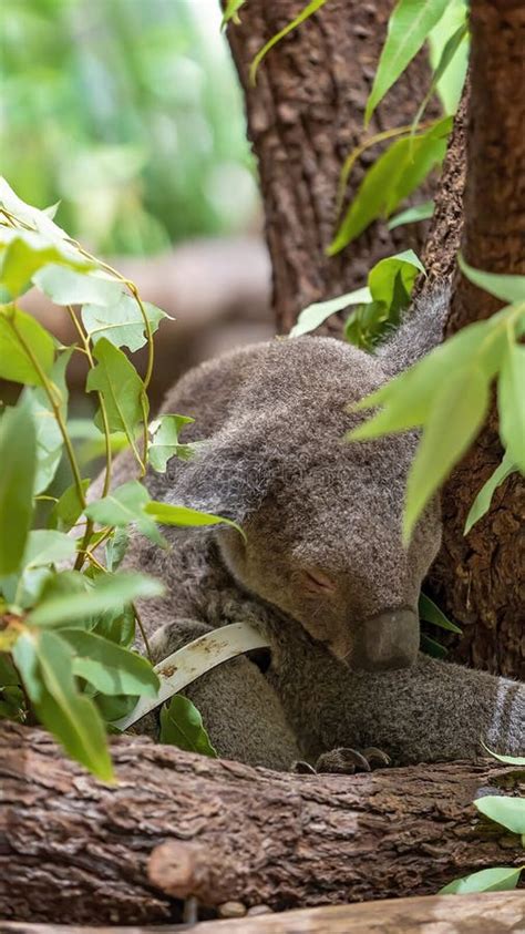 Sleeping Koala Bear stock image. Image of bonding, infant - 168192103