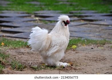 3,550 Silkie Chicken Images, Stock Photos, 3D objects, & Vectors | Shutterstock