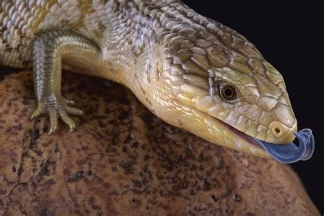 Blue Tongue Skink Care Guide & Price » Petsoid