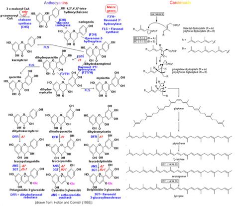 Pigment Biosynthesis in Plants :: CSHL DNA Learning Center