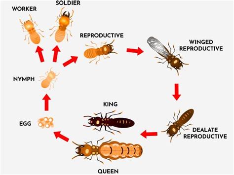 Learn More About The Termite Life Cycle & Termite Warning Signs