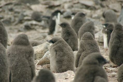 Baby Birdorable: Adelie Penguin in Penguins, Baby Birds