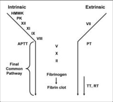 Thrombin Time; Reptilase Time