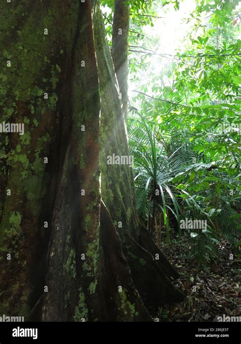 Rainforest, Sarawak Stock Photo - Alamy