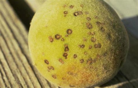 Peach Tree Diseases: How to Treat Them