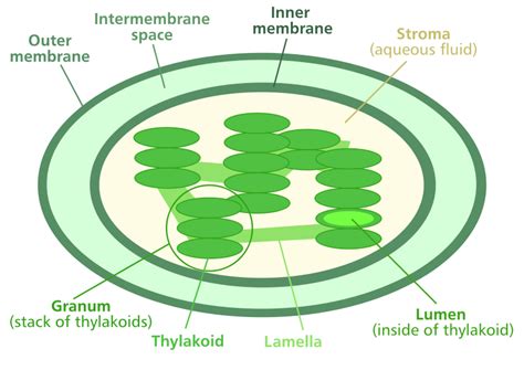 Chloroplast and Photosynthesis — The Biology Primer