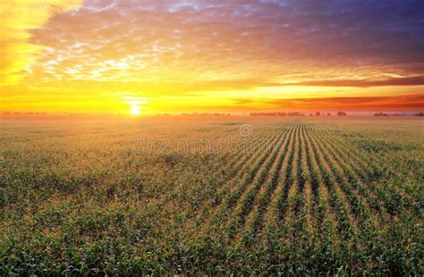 Corn field at sunset. Corn field at a sunset , #spon, #Corn, #field, #sunset #ad Commercial ...