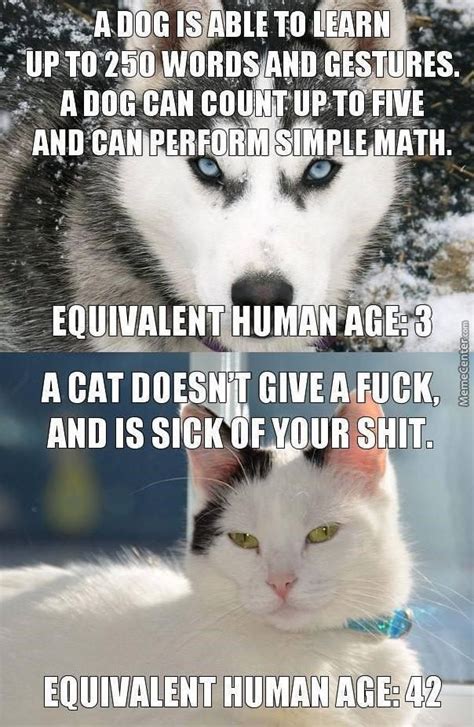 15 Cat Vs. Dog Memes To Show Who's The Boss | Funny animal memes, Funny cat pictures, Funny dogs