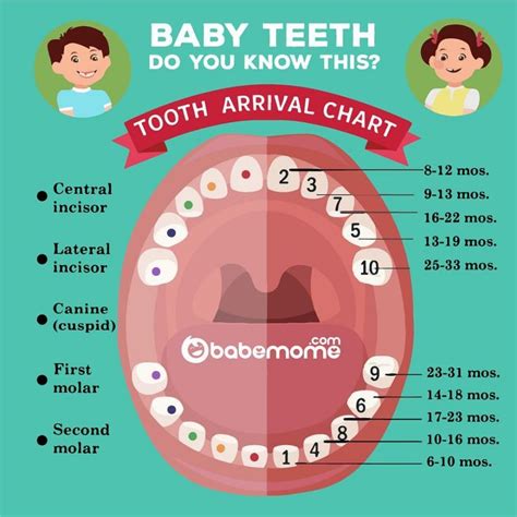 Pin by LovelyMotherhood on BABE TIPS | Baby teeth, Teething chart, Tooth chart