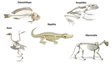 Comparison of Vertebrate Skeletons Worksheet - Homework for you Helper