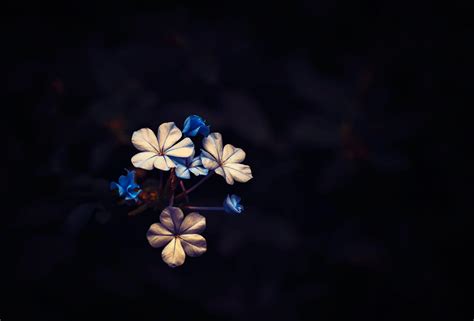 Dark HD Flowers Wallpapers - Top Free Dark HD Flowers Backgrounds - WallpaperAccess