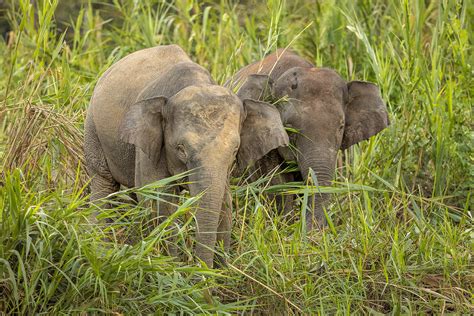 Borneo Pygmy Elephants - Francis J Taylor Photography