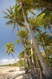 Free Stock photo of beach and palms | Photoeverywhere