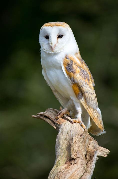 Barn Owl - Beautiful Owl Sitting on Tree Branch