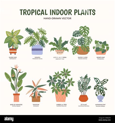 Collection of tropical plants for indoor spaces. English and scientific names below the plant ...