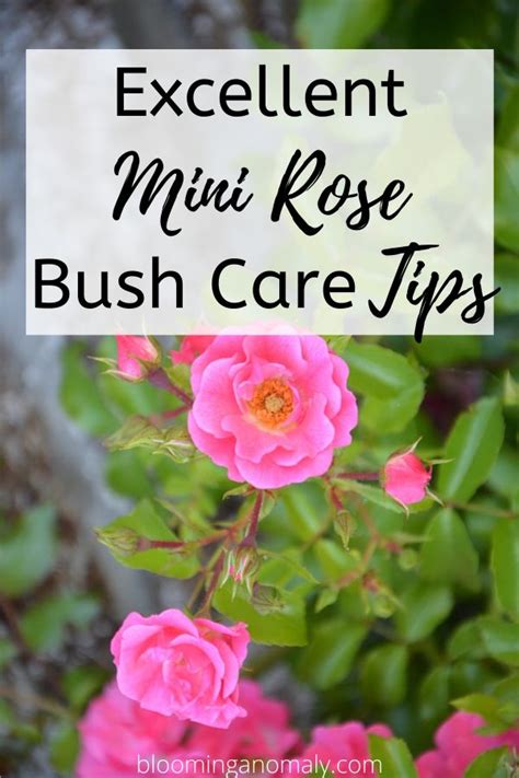 Excellent Mini Rose Bush Care Tips | Rose bush care, Rose plant care, Rose care