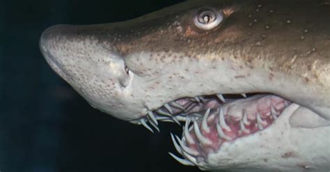 Sand Tiger Shark Teeth: Everything You Need To Know - A-Z Animals