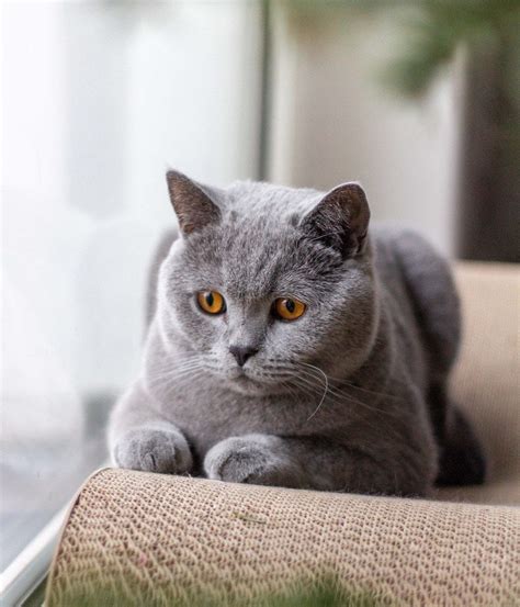 Build A Tips About How To Look After A British Blue Cat - Springwitness