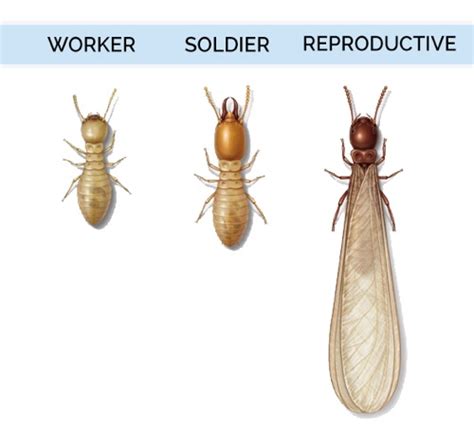 What Do Termites Look Like | Termite Identification Guide