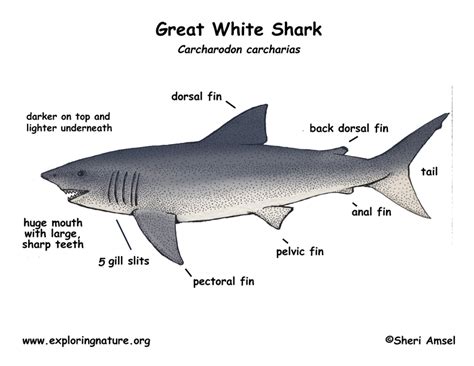 Shark (Great White)