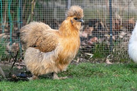 Complete Silkie Chicken Guide: Eggs, Colors And More… | Chickens And More