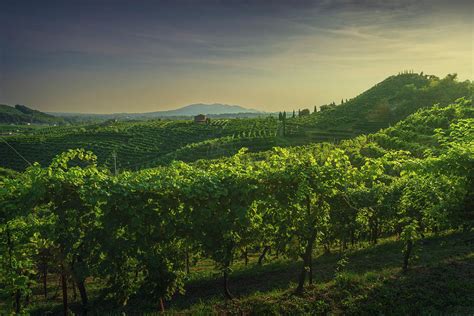 Vineyards of Prosecco at sunset. Valdobbiadene. Photograph by Stefano Orazzini - Pixels