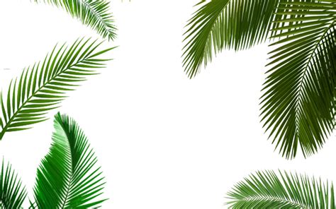 Aesthetic Transparent Background Green Leaves Png Wallpaper New Update | Images and Photos finder