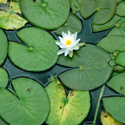 Floating Pond Weeds Control | Tri-County Aquatics™ Inc.