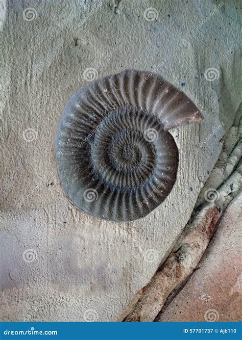 Ammonite Fossil stock image. Image of fossil, ammonoidea - 57701737