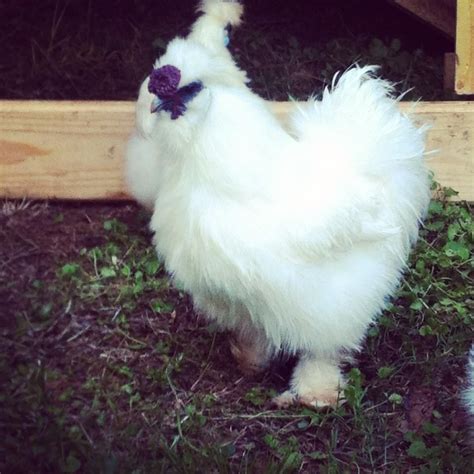 Show quality silkie rooster? | BackYard Chickens - Learn How to Raise Chickens