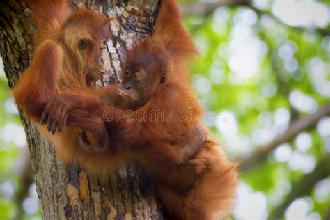 Borneo Orangutans stock photo. Image of family, orange - 46495398