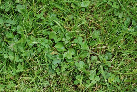 Common Weed Series – All about Clover Weeds - Houseman Services