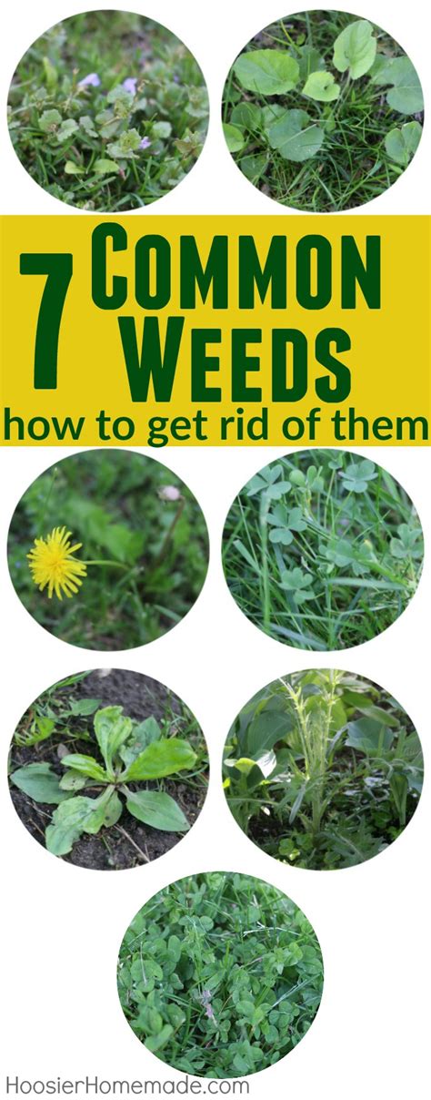 7 Common Weeds with Identification Pictures - Hoosier Homemade