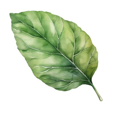 Nature Leaf Watercolor PNGs for Free Download