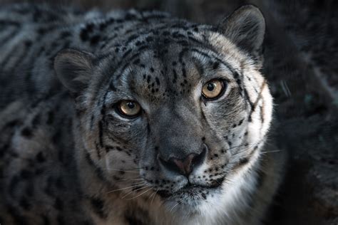 50 Snow Leopard Facts About The Ghost Of The Mountains