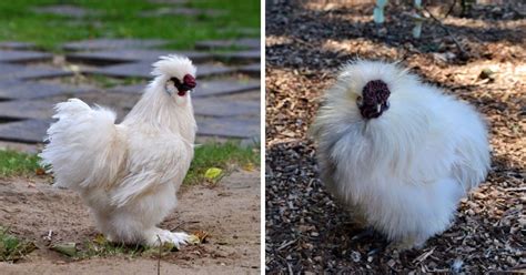 Silkie Rooster Characteristics: How to Tell a Rooster From a Hen - Chicken & Chicks Info