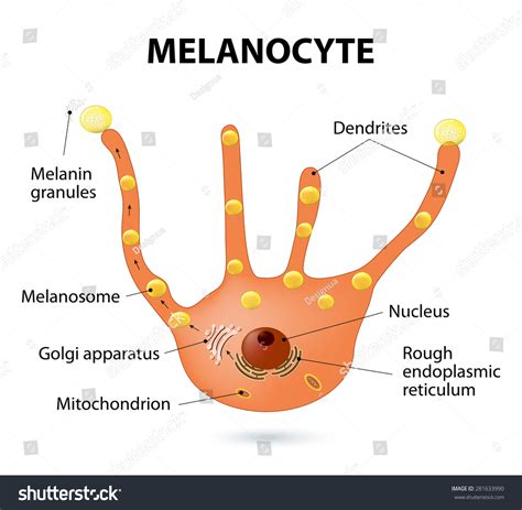 Melanocyte - Melanin Producing Cells. Melanin Is The Pigment Responsible For Skin Color Stock ...