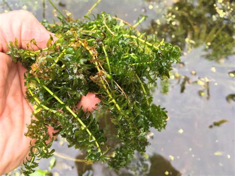 Large Pond Weed Control - Hydrosphere Water Gardens